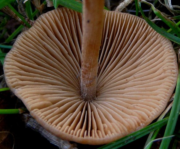 Piccoli funghi al parco